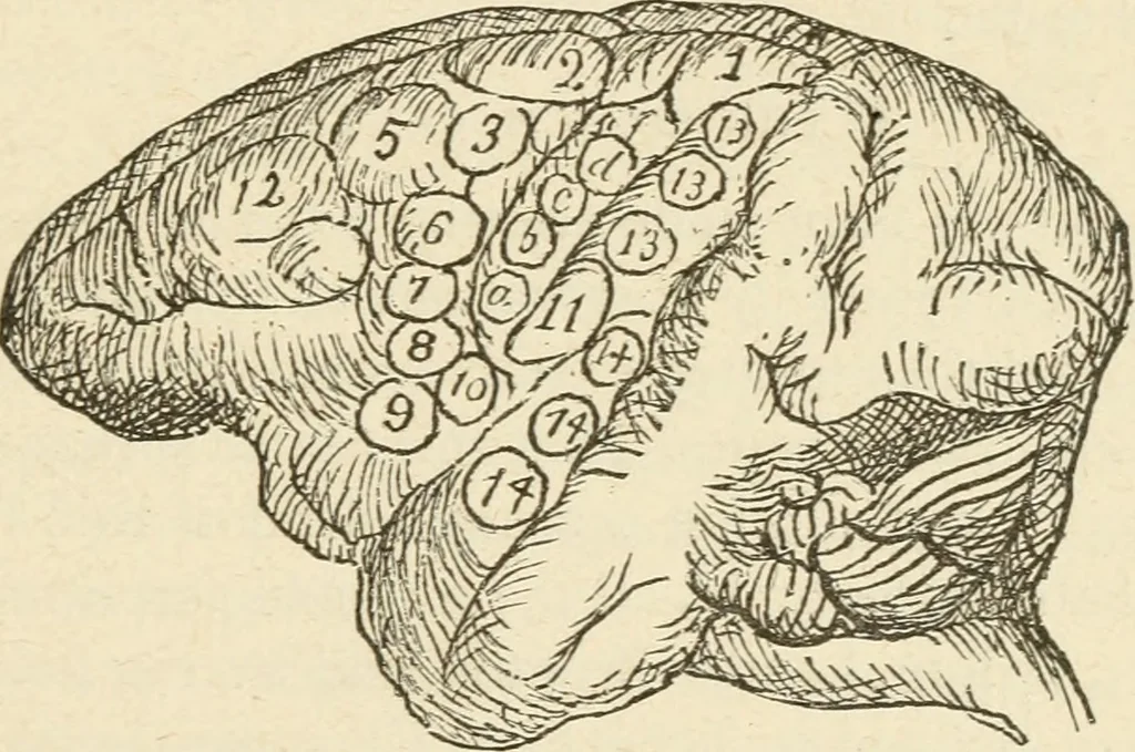 An illustration from Brain and mind; or, Mental science considered in accordance withthe principles of phrenology, and in relation to modern physiology, 1882, leaf 292