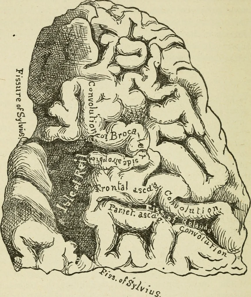 An illustration from Brain and mind; or, Mental science considered in accordance withthe principles of phrenology, and in relation to modern physiology, 1882, leaf 297