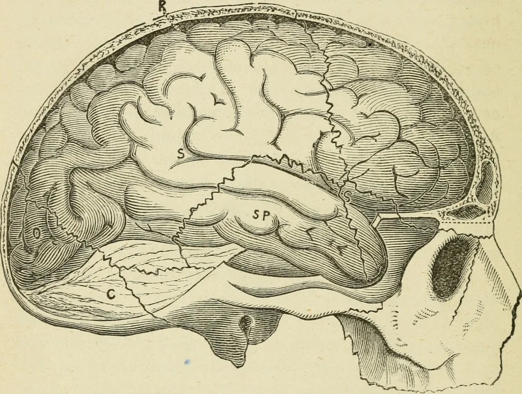 An illustration from Brain and mind; or, Mental science considered in accordance withthe principles of phrenology, and in relation to modern physiology, 1882, leaf 55
