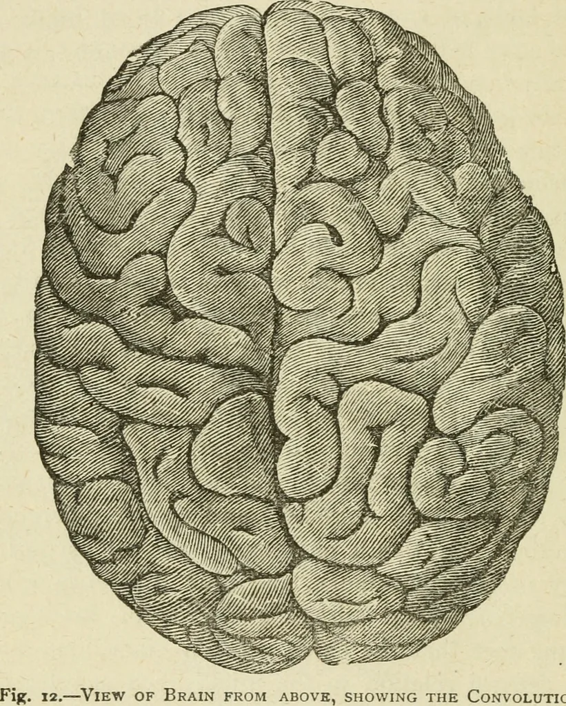 An illustration from Brain and mind; or, Mental science considered in accordance withthe principles of phrenology, and in relation to modern physiology, 1882, leaf 57