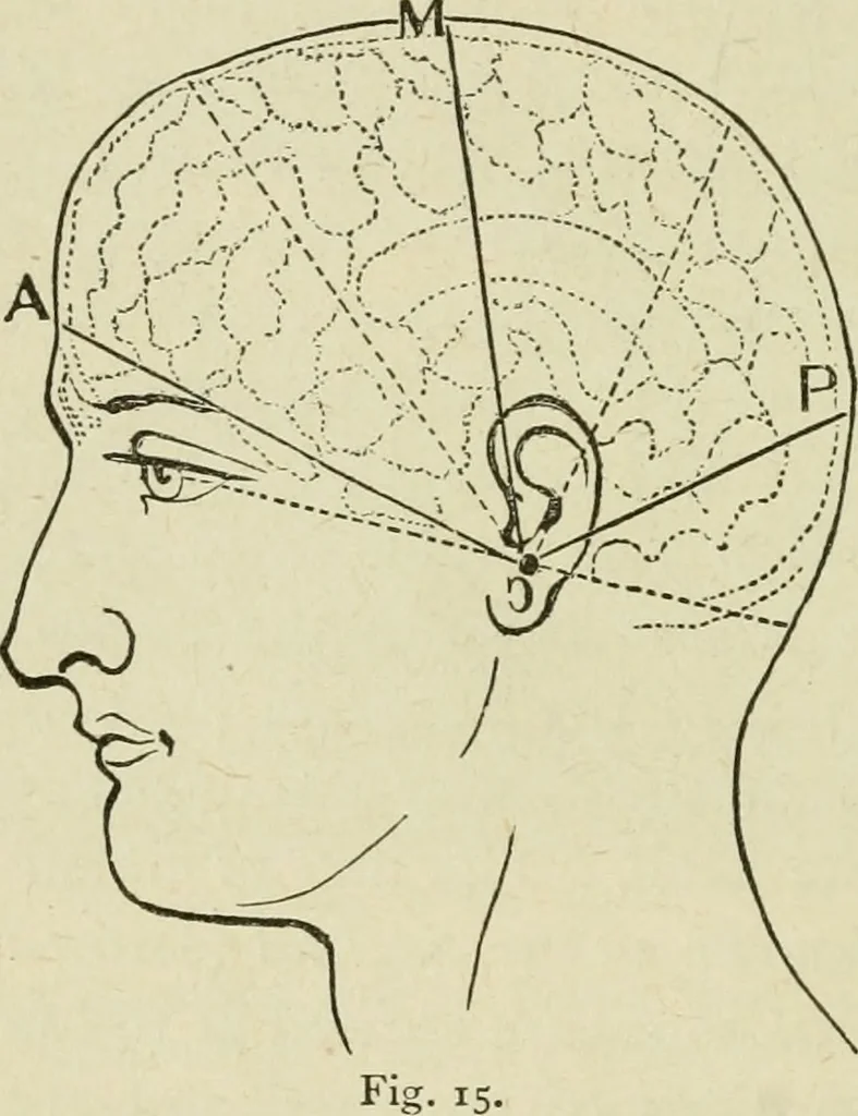 An illustration from Brain and mind; or, Mental science considered in accordance withthe principles of phrenology, and in relation to modern physiology, 1882, leaf 63