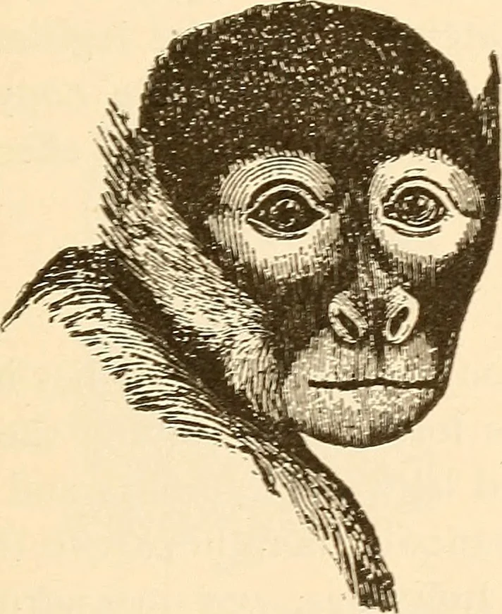 An illustration from Brain and mind : or, Mental science considered in accordance with the principles of phrenology, and in relation to modern physiology, 1895, leaf 138