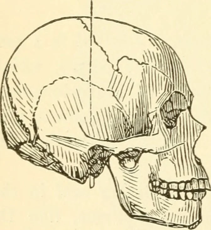 An illustration from Brain and mind : or, Mental science considered in accordance with the principles of phrenology, and in relation to modern physiology, 1895, leaf 185