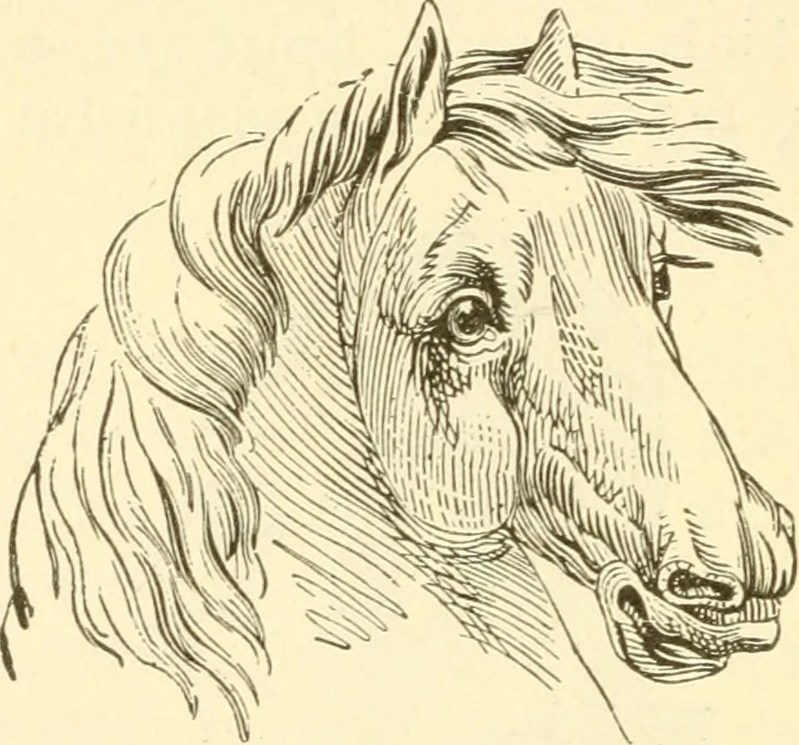 An illustration from Brain and mind : or, Mental science considered in accordance with the principles of phrenology, and in relation to modern physiology, 1895, leaf 193
