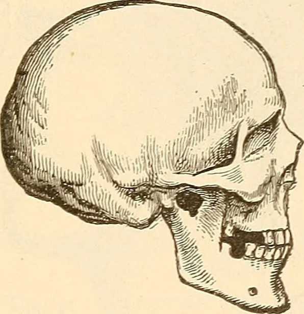 An illustration from Brain and mind : or, Mental science considered in accordance with the principles of phrenology, and in relation to modern physiology, 1895, leaf 200
