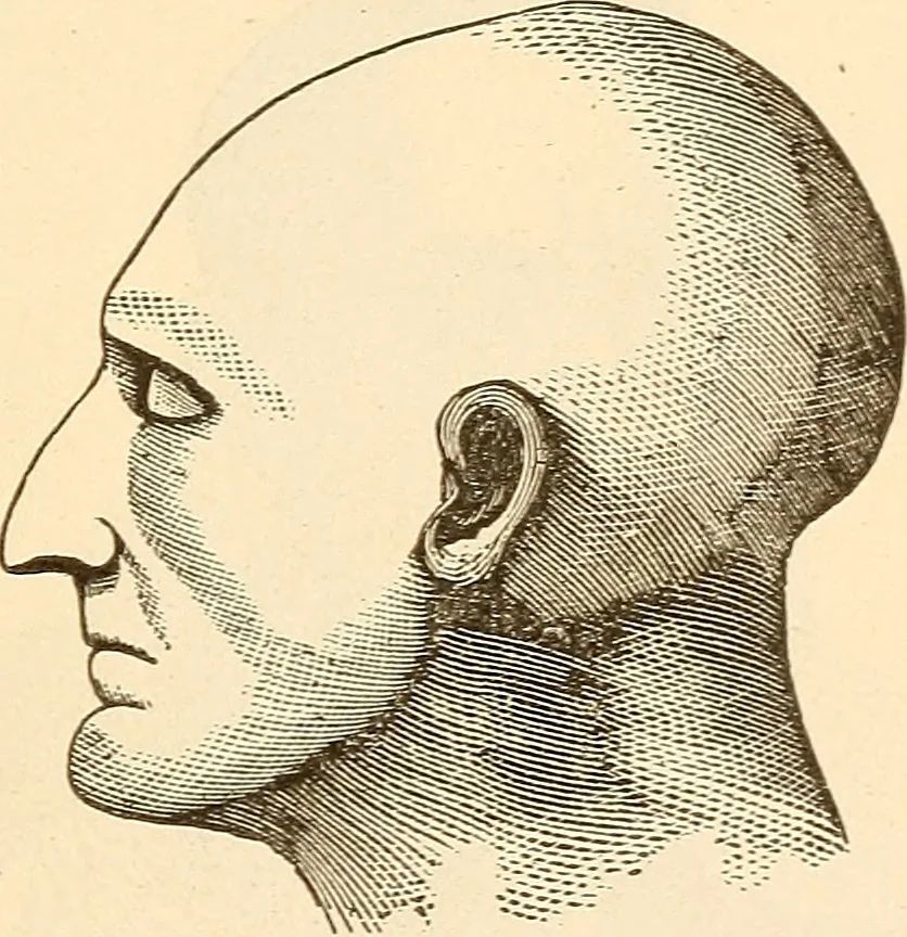 An illustration from Brain and mind : or, Mental science considered in accordance with the principles of phrenology, and in relation to modern physiology, 1895, leaf 216