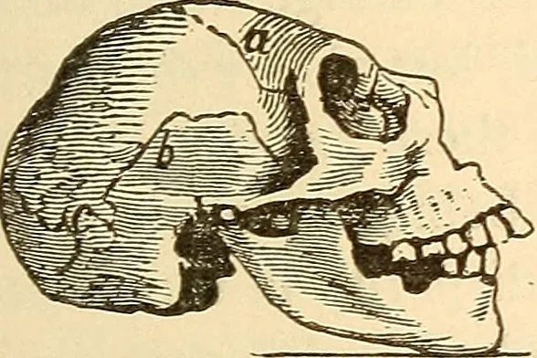An illustration from Brain and mind : or, Mental science considered in accordance with the principles of phrenology, and in relation to modern physiology, 1895, leaf 24