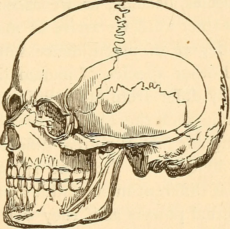 An illustration from Brain and mind : or, Mental science considered in accordance with the principles of phrenology, and in relation to modern physiology, 1895, leaf 24