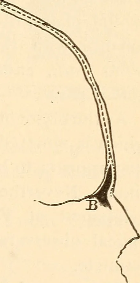An illustration from Brain and mind : or, Mental science considered in accordance with the principles of phrenology, and in relation to modern physiology, 1895, leaf 284