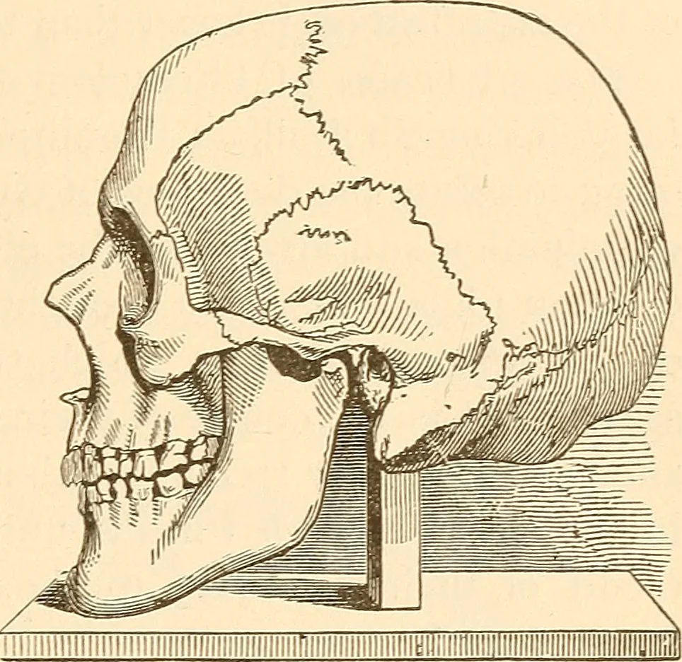 An illustration from Brain and mind : or, Mental science considered in accordance with the principles of phrenology, and in relation to modern physiology, 1895, leaf 286