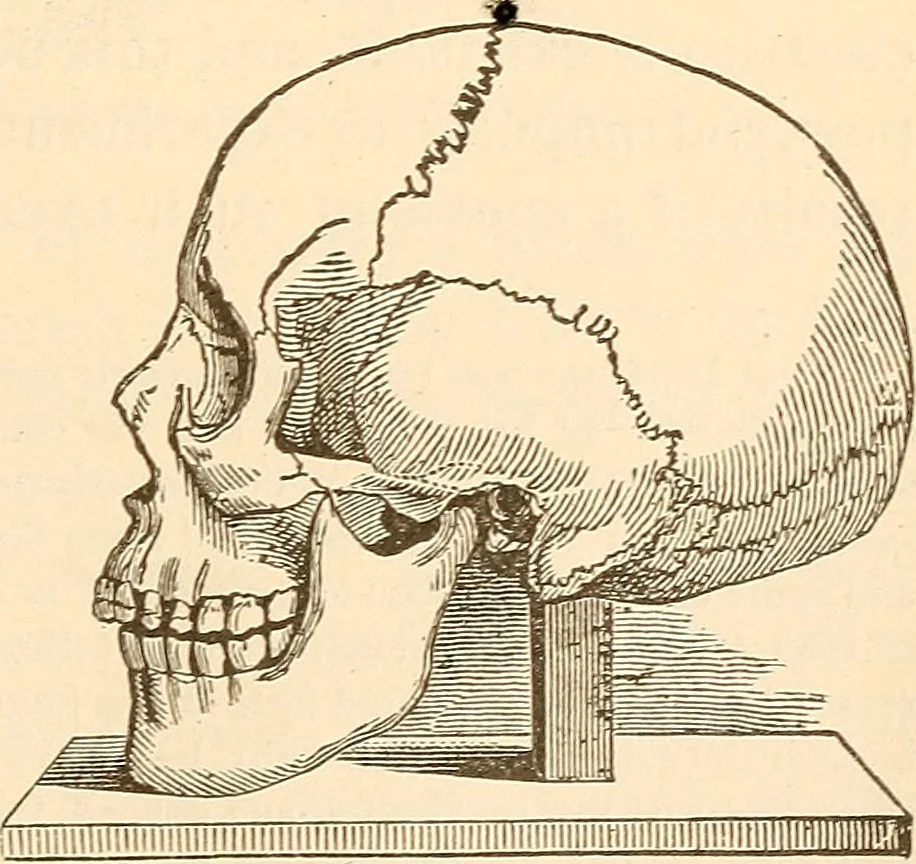 An illustration from Brain and mind : or, Mental science considered in accordance with the principles of phrenology, and in relation to modern physiology, 1895, leaf 286