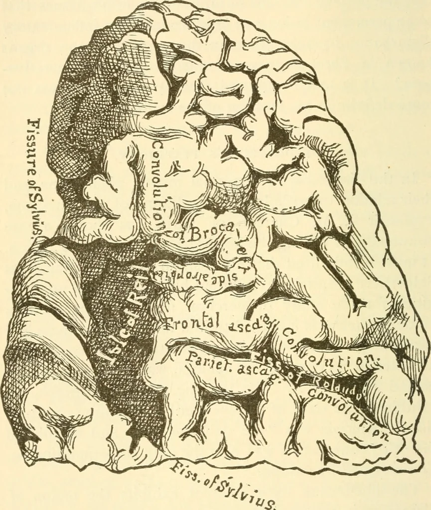 An illustration from Brain and mind : or, Mental science considered in accordance with the principles of phrenology, and in relation to modern physiology, 1895, leaf 293