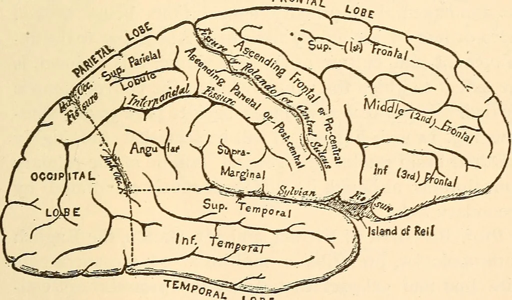 An illustration from Brain and mind : or, Mental science considered in accordance with the principles of phrenology, and in relation to modern physiology, 1895, leaf 324