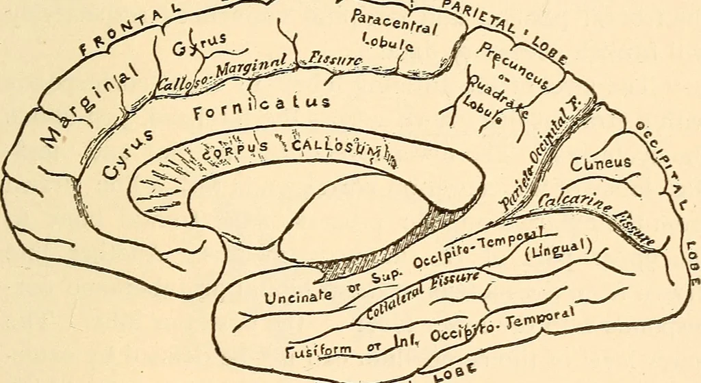 An illustration from Brain and mind : or, Mental science considered in accordance with the principles of phrenology, and in relation to modern physiology, 1895, leaf 326