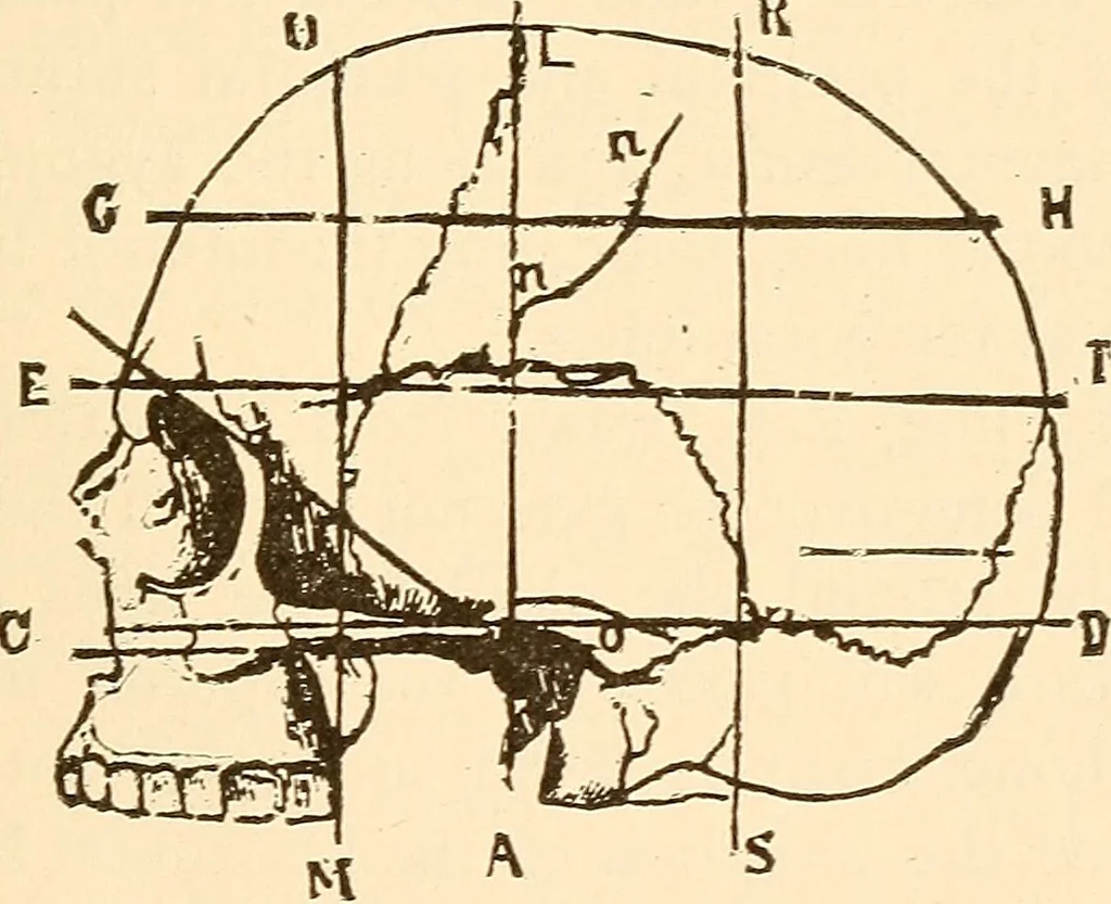 An illustration from Brain and mind : or, Mental science considered in accordance with the principles of phrenology, and in relation to modern physiology, 1895, leaf 328