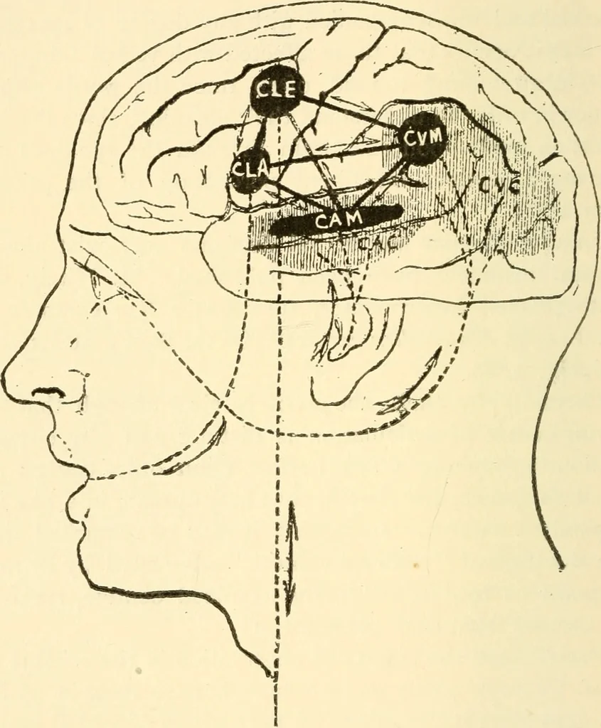An illustration from Brain and mind : or, Mental science considered in accordance with the principles of phrenology, and in relation to modern physiology, 1895, leaf 337