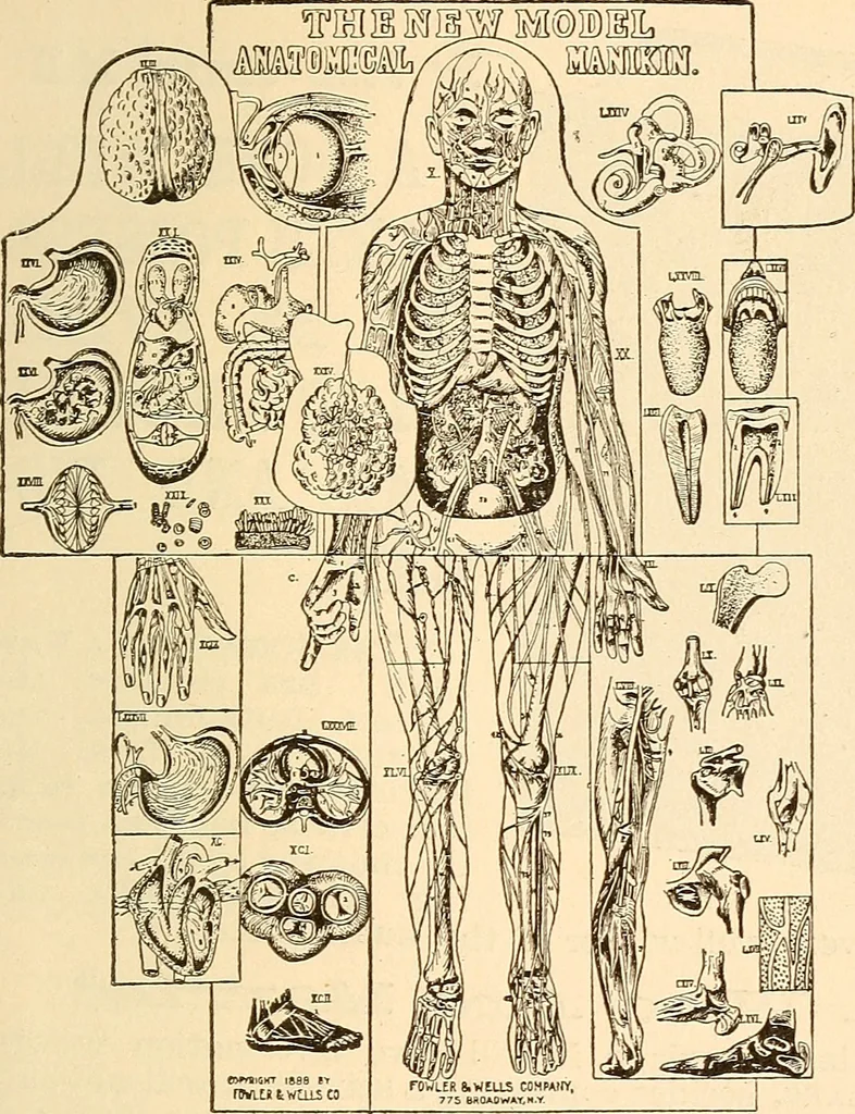 An illustration from Brain and mind : or, Mental science considered in accordance with the principles of phrenology, and in relation to modern physiology, 1895, leaf 368