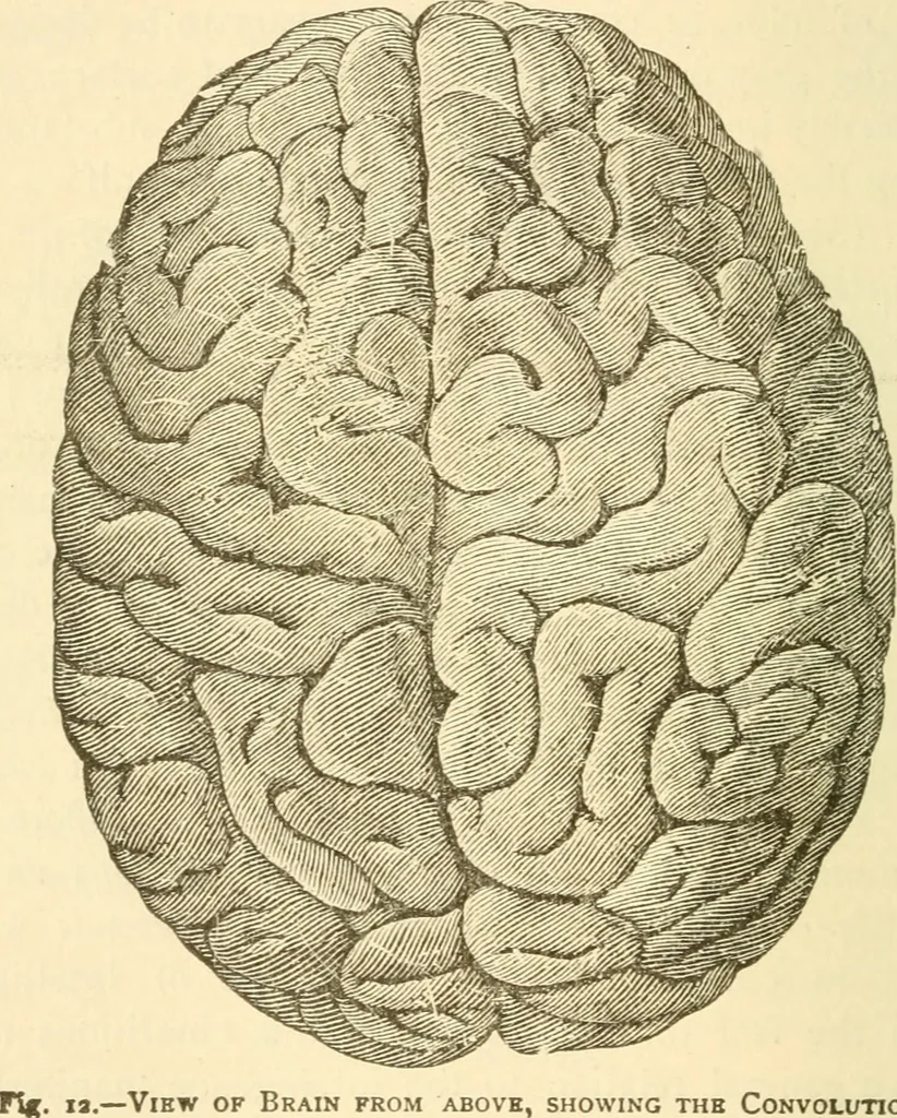 An illustration from Brain and mind : or, Mental science considered in accordance with the principles of phrenology, and in relation to modern physiology, 1895, leaf 53