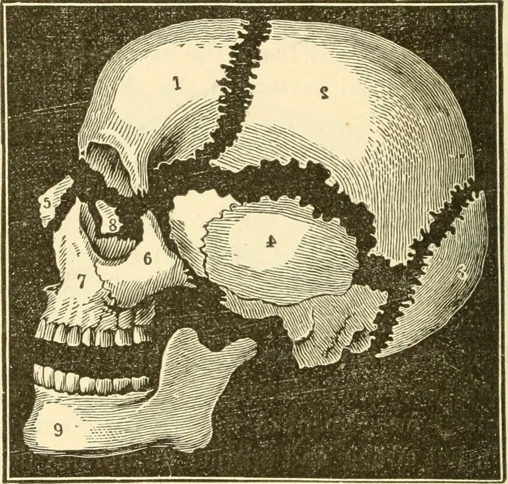 An illustration from Brain and mind : or, Mental science considered in accordance with the principles of phrenology, and in relation to modern physiology, 1895, leaf 57