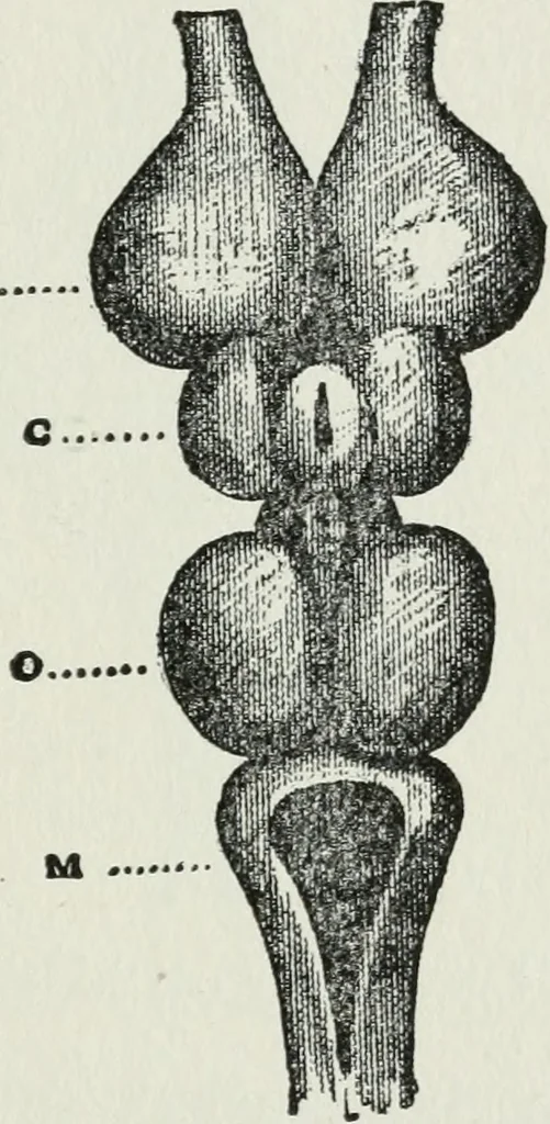 An illustration from Brain and personality; or, The physical relations of the brain to the mind, 1910, leaf 176