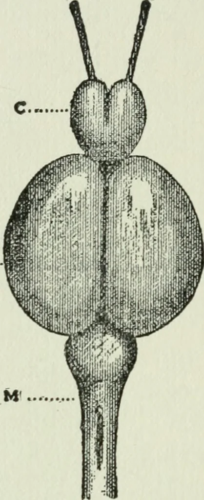 An illustration from Brain and personality; or, The physical relations of the brain to the mind, 1910, leaf 177