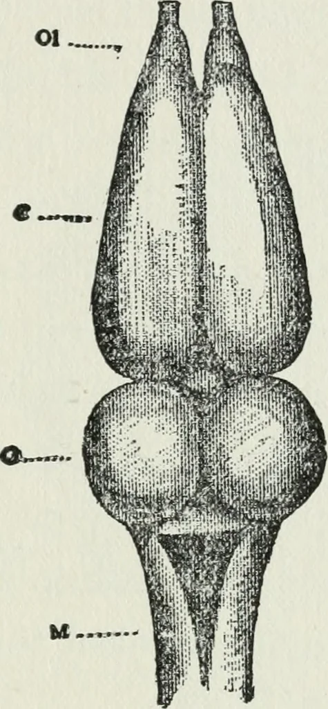 An illustration from Brain and personality; or, The physical relations of the brain to the mind, 1910, leaf 178