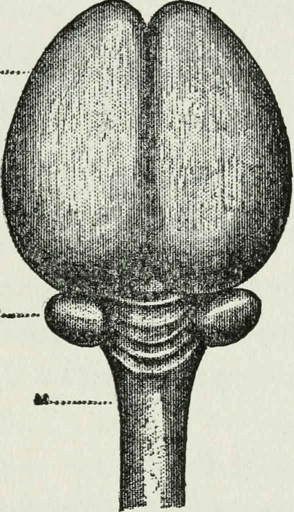 An illustration from Brain and personality; or, The physical relations of the brain to the mind, 1910, leaf 180