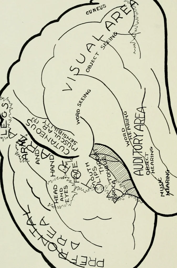 An illustration from Brain and personality; or, The physical relations of the brain to the mind, 1910, leaf 7
