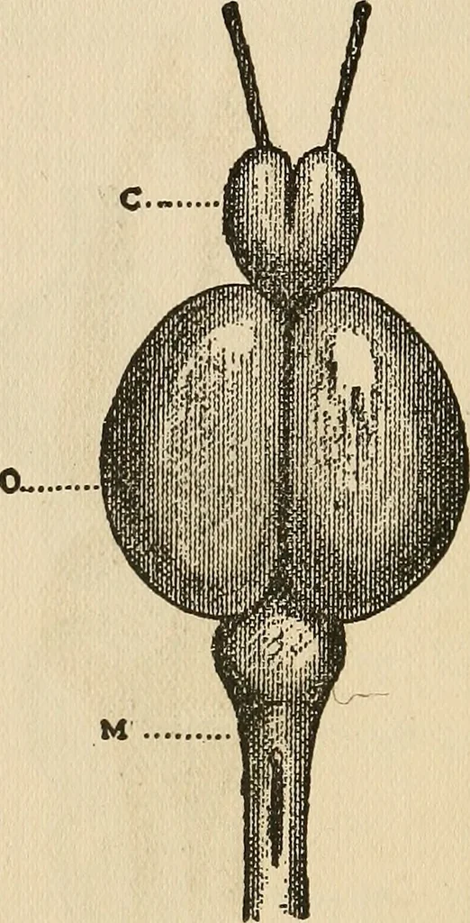 An illustration from Brain and personality; or, The physical relations of the brain to the mind, 1906, leaf 171