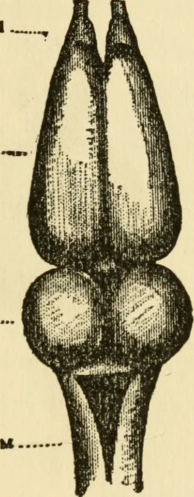 An illustration from Brain and personality; or, The physical relations of the brain to the mind, 1906, leaf 172
