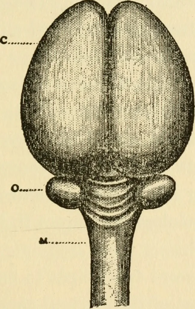 An illustration from Brain and personality; or, The physical relations of the brain to the mind, 1906, leaf 174