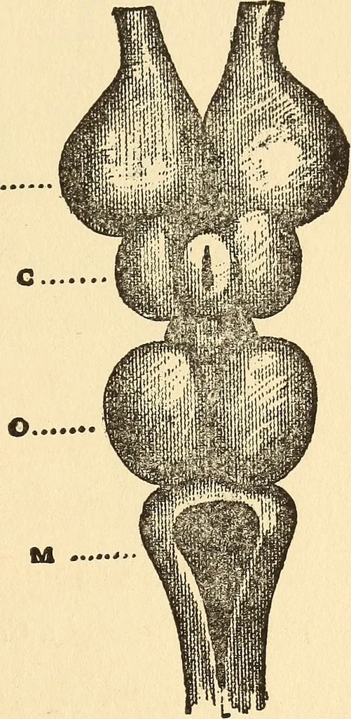 An illustration from Brain and personality;, 1910, leaf 176