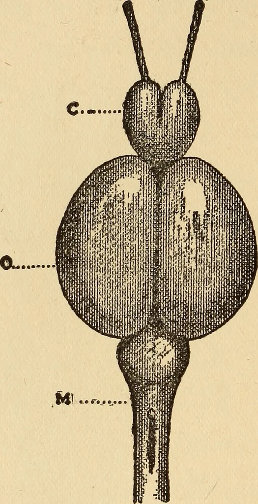 An illustration from Brain and personality;, 1910, leaf 177