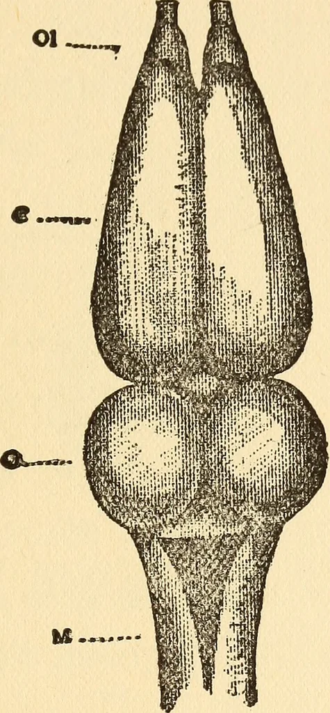 An illustration from Brain and personality;, 1910, leaf 178