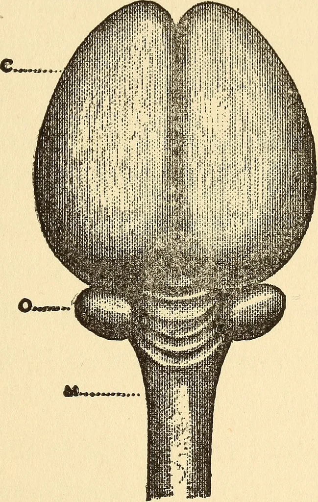 An illustration from Brain and personality;, 1910, leaf 180