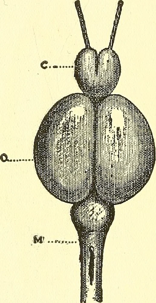 An illustration from Brain and personality; or, The physical relations of the brain to the mind, 1907, leaf 173