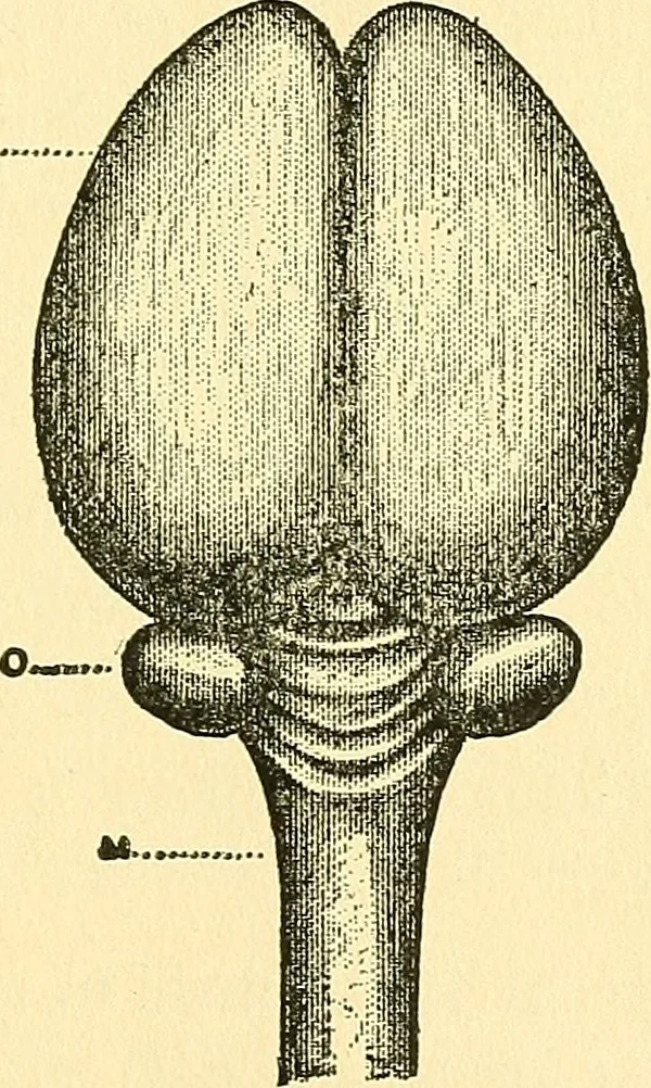 An illustration from Brain and personality; or, The physical relations of the brain to the mind, 1907, leaf 176