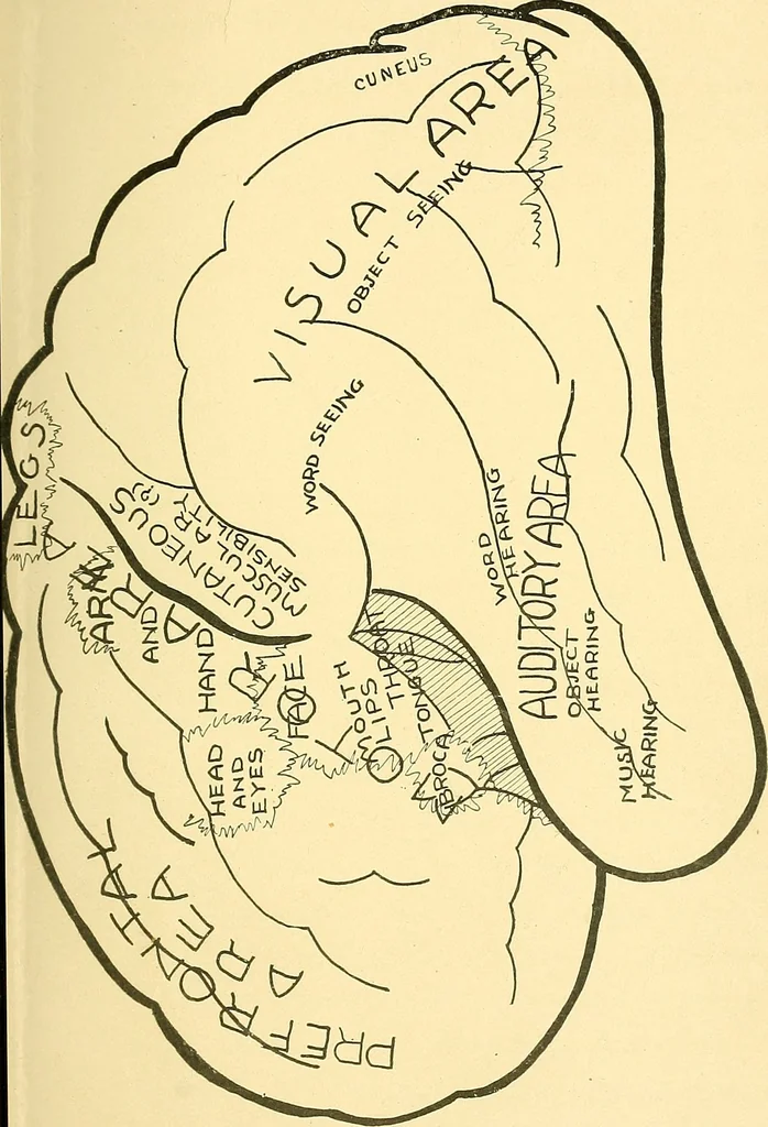 An illustration from Brain and personality; or, The physical relations of the brain to the mind, 1907, leaf 194