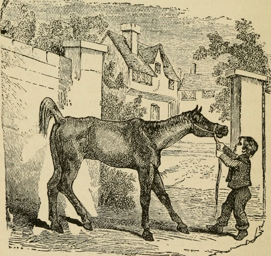 An illustration from Breeding, training, management and diseases of the horse and other domestic animals, 1893, leaf 103