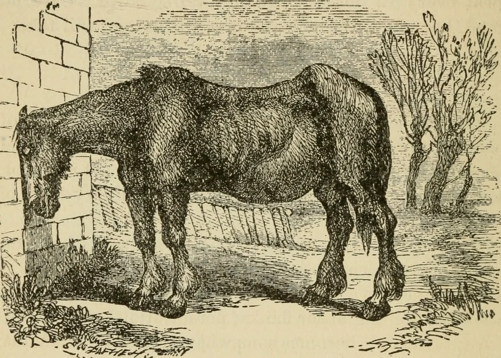 An illustration from Breeding, training, management and diseases of the horse and other domestic animals, 1893, leaf 121