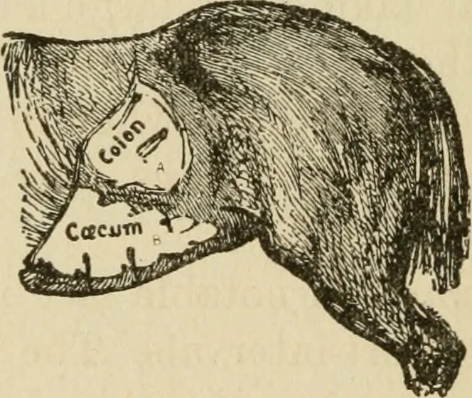 An illustration from Breeding, training, management and diseases of the horse and other domestic animals, 1893, leaf 123