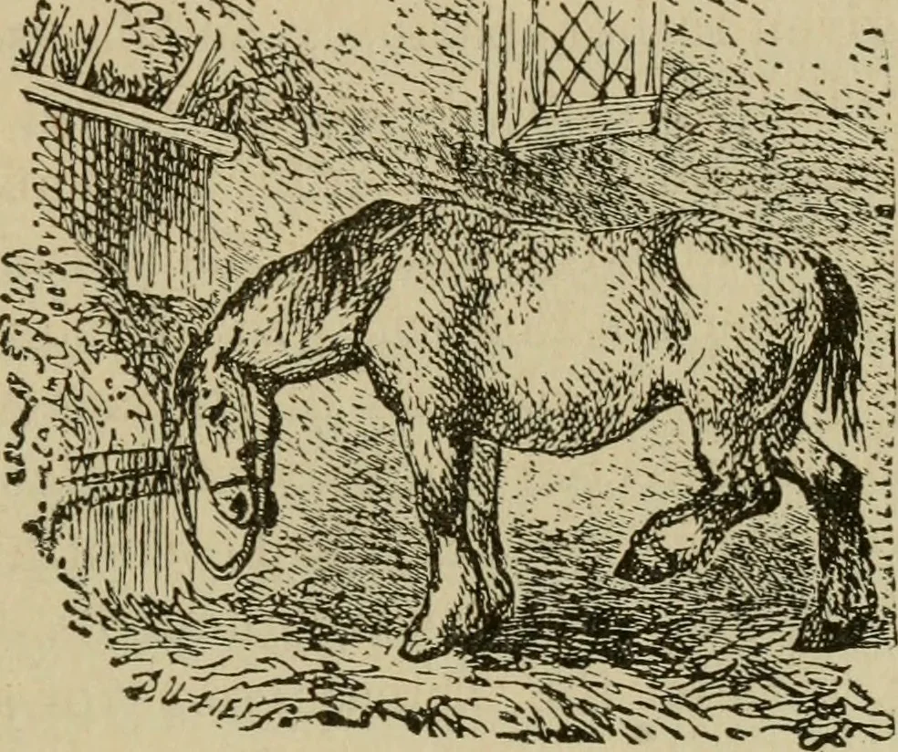 An illustration from Breeding, training, management and diseases of the horse and other domestic animals, 1893, leaf 134