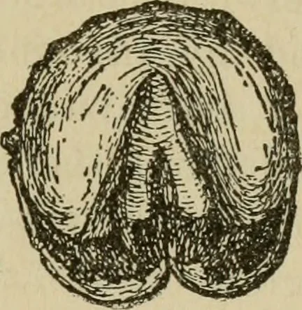 An illustration from Breeding, training, management and diseases of the horse and other domestic animals, 1893, leaf 146