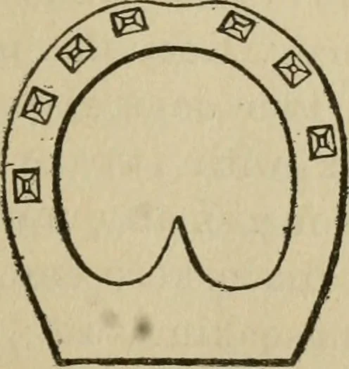 An illustration from Breeding, training, management and diseases of the horse and other domestic animals, 1893, leaf 146