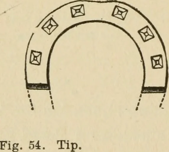 An illustration from Breeding, training, management and diseases of the horse and other domestic animals, 1893, leaf 167