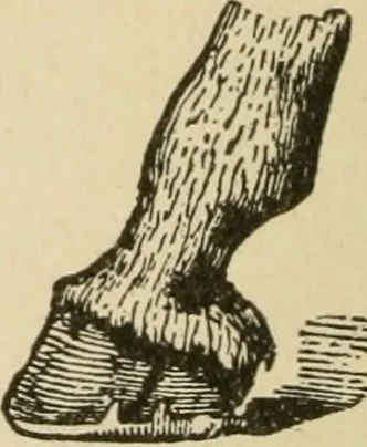 An illustration from Breeding, training, management and diseases of the horse and other domestic animals, 1893, leaf 167