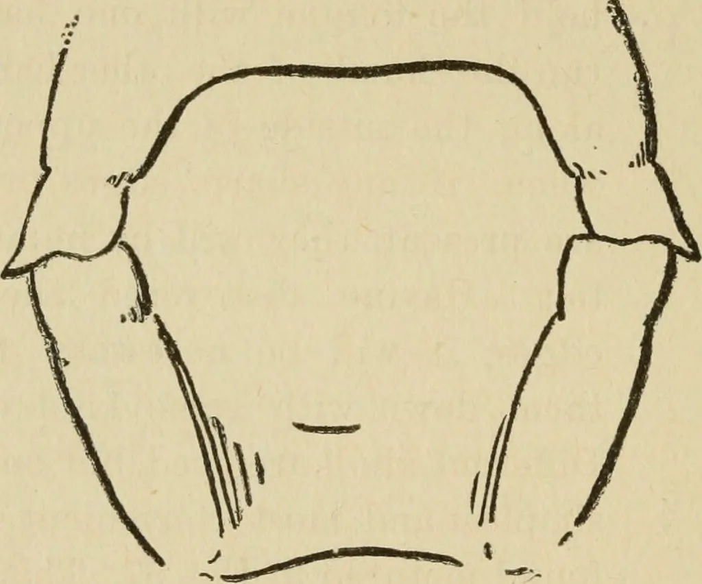An illustration from Breeding, training, management and diseases of the horse and other domestic animals, 1893, leaf 171