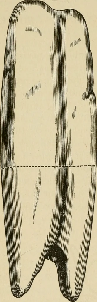 An illustration from Breeding, training, management and diseases of the horse and other domestic animals, 1893, leaf 173