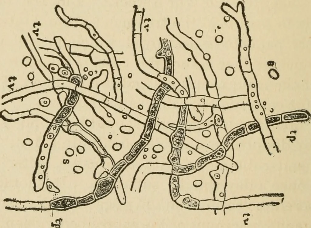 An illustration from Breeding, training, management and diseases of the horse and other domestic animals, 1893, leaf 177