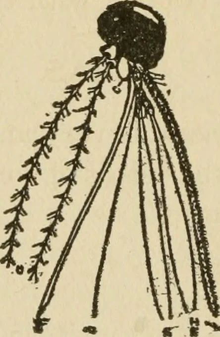 An illustration from Breeding, training, management and diseases of the horse and other domestic animals, 1893, leaf 179